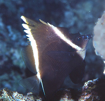 HENIOCHUS VARIUS